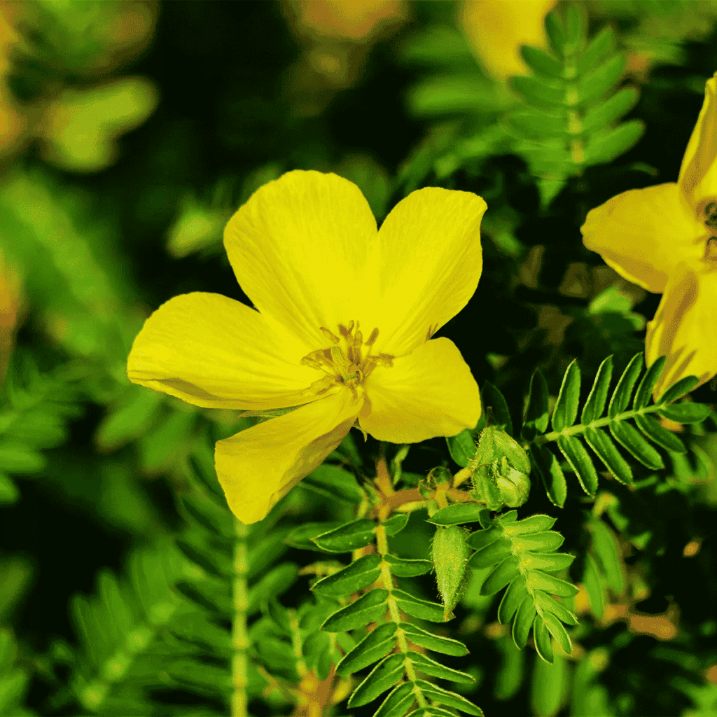 tribulus terrestris